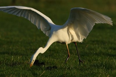 Great White Heron