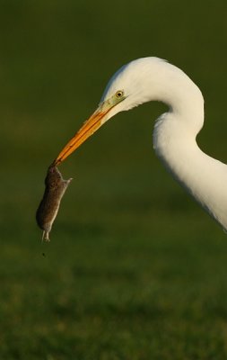 Great White Heron