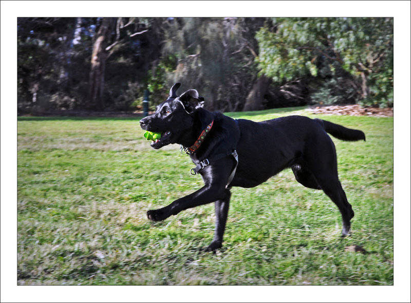 Puppy Park Play