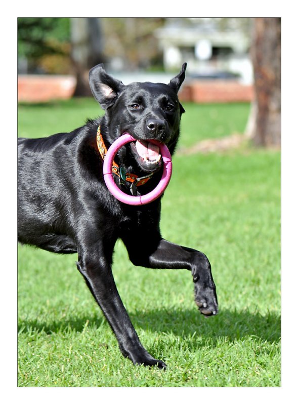 Crazy Maisy