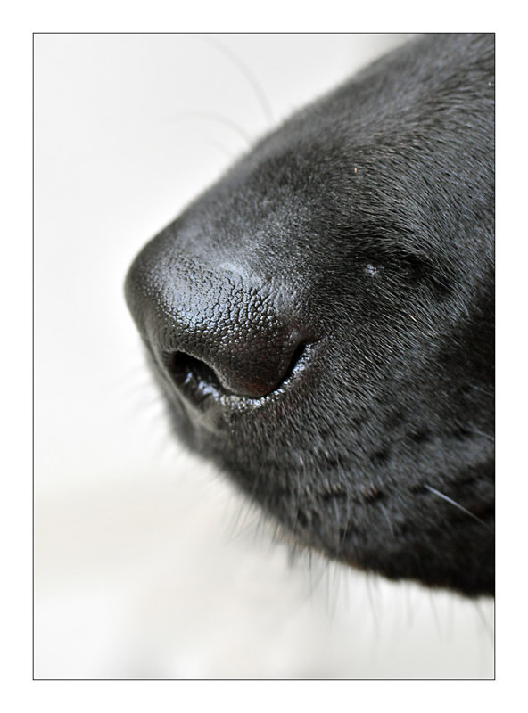 On the nose