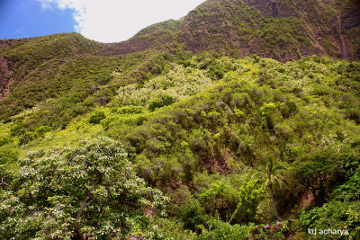 Iao Valley State Park, a wonderful tropical rain forest