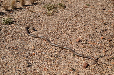 Brown snake