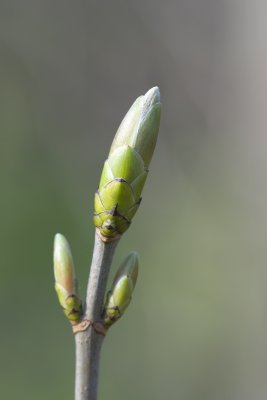 Bud