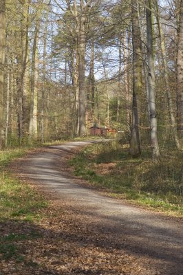 Forest path