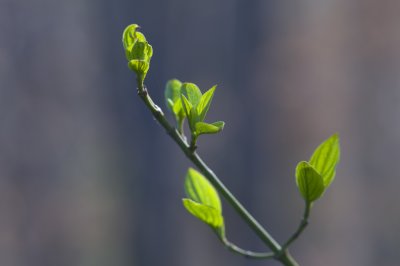 New leaves