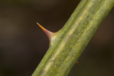 Thorn