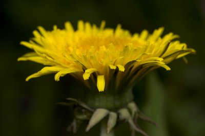 Dandelion