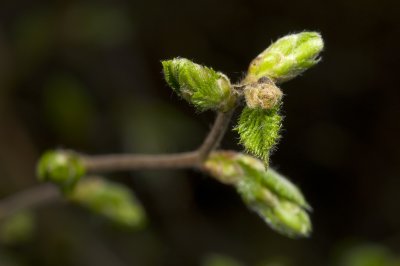 Spring