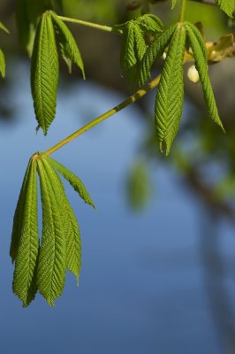 Leaves