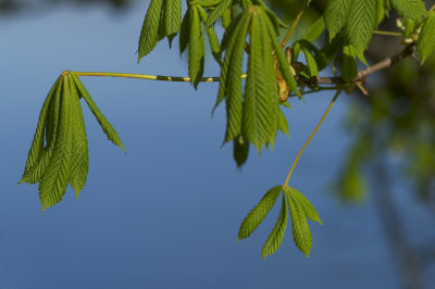 Leaves
