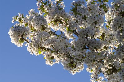 Blossoms