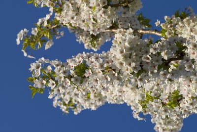 Blossoms