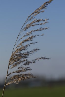 Reed