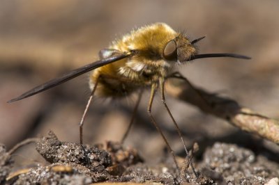Insect