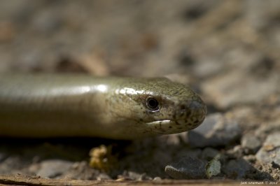 Blindworm