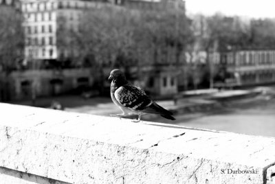 Le pigeon et la Seine