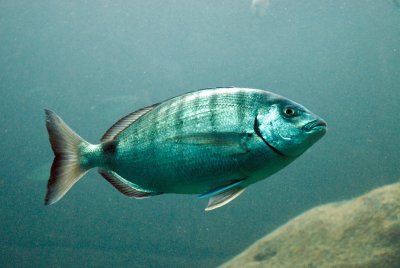 Poisson  ocanopolis