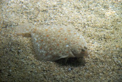 Poisson  ocanopolis