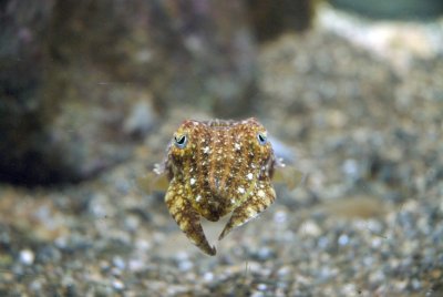 Poisson  ocanopolis