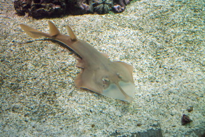 Poisson  ocanopolis
