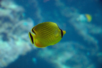 Poisson  ocanopolis