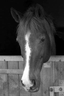 Equidia