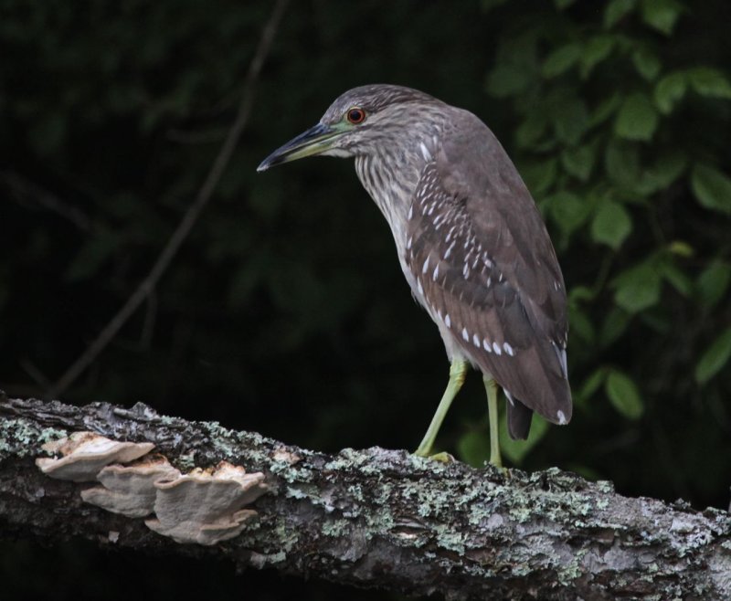 Black-crowned Night-heron -juvenile