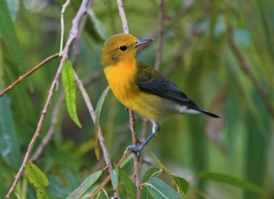   PROTHONOTARY WARBLER