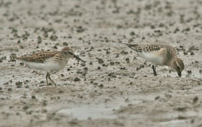 LEAST & BAIRD'S SANDPIPERS