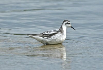 RED-NECKED PHALAROPE