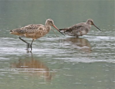 MARBLED & HUDSONIAN GODWITS