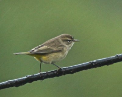 PALM WARBLER