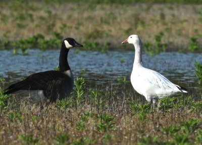 Snow Goose - with Canada Goose