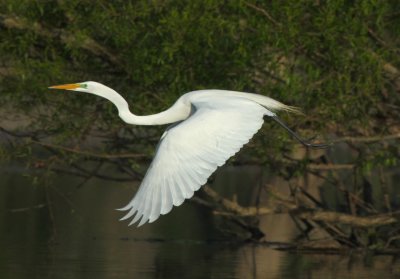 Great Egret - in flight.jpg