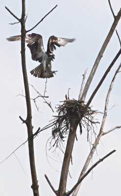 Osprey nest-building