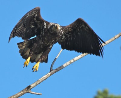 Bald Eagle - immature in flight