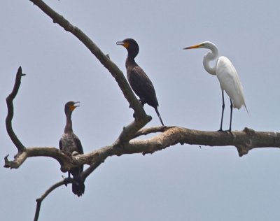 Cormorants & Great Egret