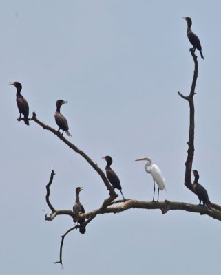 More cormorants & Great Egret