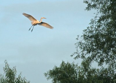 egret gliding in 