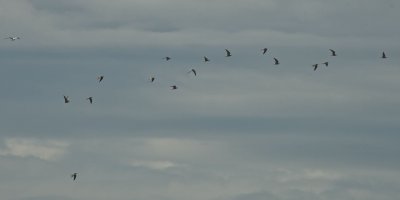 16 Black Terns