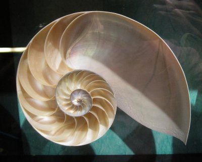 Chambered Nautilus shell