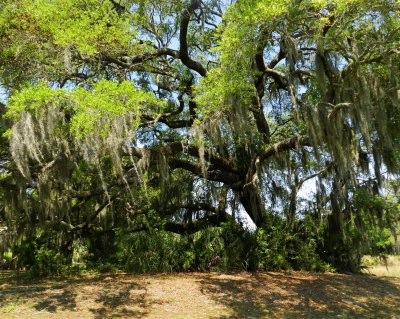 Oaks & Spanish Moss everywhere you turn in Beaufort.  This one's on the 18th at The Sanctuary on Cat Island