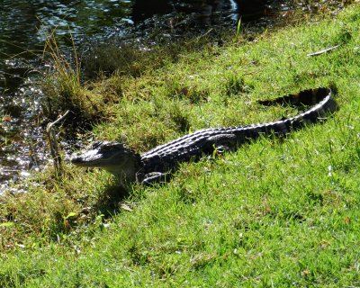 One of a large family of gators at The Sanctuary on Cat Island