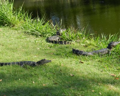 Young gators on the bank at The Sanctuary on Cat Island
