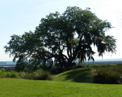 Perfect oak bordering the marsh and 17th tee at The Sanctuary on Cat Island
