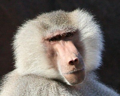 Riverbanks Zoo