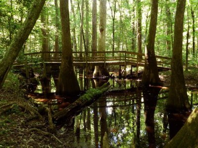 Navigating the Swamp is easy on the boardwalks.