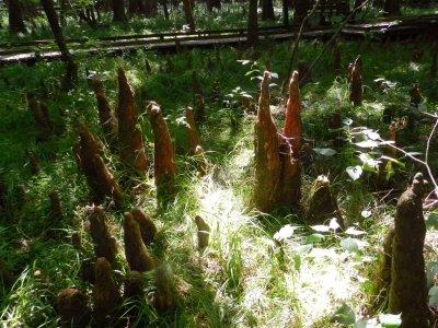Cypress knees pushing up through the swamp grass