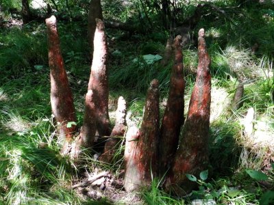 Four-foot tall Cypress knees